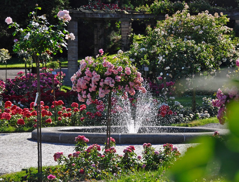 Reisen Exkursionen und Führungen Reise zur Rosenblüte auf Insel