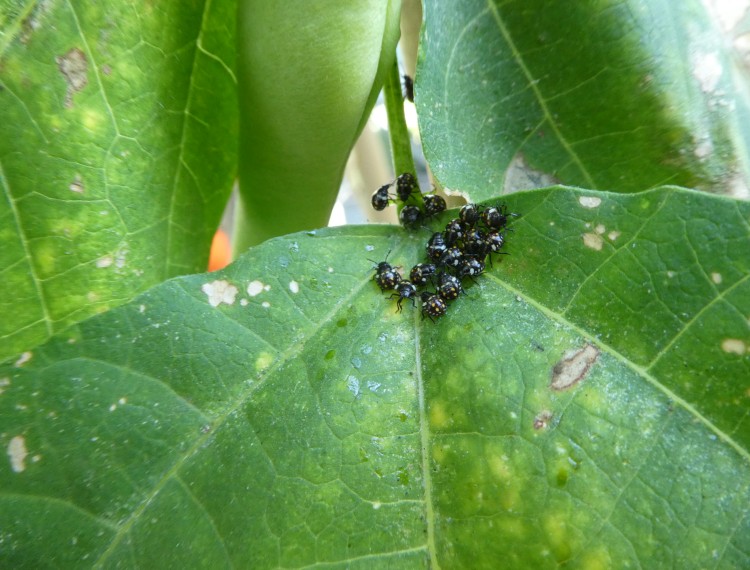 Biologisch Gärtnern / Biologisch gärtnern Krankheiten und Schädlinge