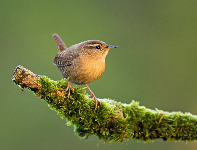 Tiere, Nützlinge und Schmetterlinge / Der vogelfreundliche Garten