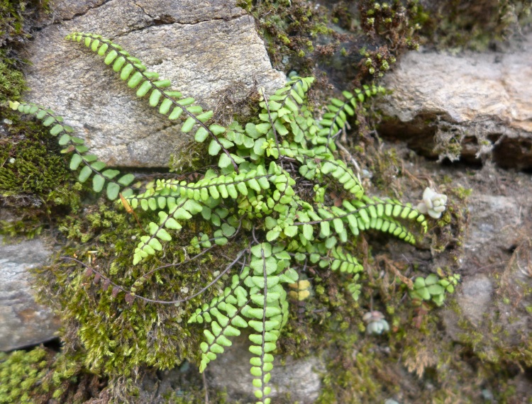 kaktus samen pflanzen Exotische Kakteen Samen mit hoher Keimrate main image 1
