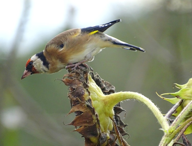 Tiere, Nützlinge und Schmetterlinge / Der vogelfreundliche Garten
